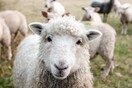 Κοζάνη: Αγέλη λύκων επιτέθηκε και σκότωσε 50 πρόβατα - Σε απόγνωση ο κτηνοτρόφος