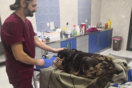 Σκύλος στον κτηνίατρο