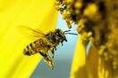 Οι μέλισσες «μετρούν» από αριστερά προς τα δεξιά, σύμφωνα με νέα μελέτη