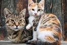  Άγιος Δημήτριος: Γάτα βρέθηκε απαγχονισμένη με αυτοσχέδια θηλιά