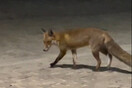 Αλεπού κάνει βόλτα κάτω από την Ακρόπολη