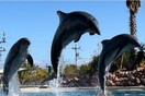 Αντιδράσεις μετά την ανάρτηση του Άδωνι Γεωργιάδη από την «απαγορευμένη« παράσταση δελφινιών