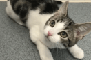 Οργάνωση αναζητά σπίτι για γατάκι που δεν είναι ούτε αρσενικό, ούτε θηλυκό