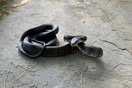 Ινδία: Φίδι επιτέθηκε σε 8χρονο- Δάγκωσε το ερπετό δυο φορές και το σκότωσε