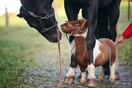 Το πόνυ με ύψος μόλις 50 εκατοστά που θέλει μόνο χάδια- και να μπει στο ρεκόρ Γκίνες