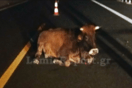 Τροχαίο με αγελάδα, στην εθνική οδό Λαμίας- Καρδίτσας
