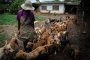 Fiji dogged by strays after Covid breeding boom