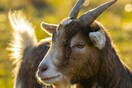 Αυτοί είναι οι GOAT της διάρρηξης-Μια απίθανη συμμορία εισβάλλει σε γραφείο