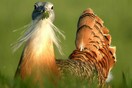 To πιο βαρύ πτηνό στον κόσμο χρησιμοποιεί φυτά για φάρμακο - Τι αποκαλύπτει νέα έρευνα