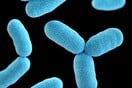 Μάστιγα οι βακτηριακές λοιμώξεις: Δεύτερη κύρια αιτία θανάτου παγκοσμίως