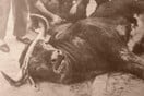 Ο θάνατος στην αρένα του ταύρου Islero
