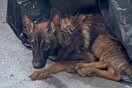 Σταθμός Λαρίσης: Εγκατέλειψαν πεινασμένο σκύλο σε σακούλα σκουπιδιών 