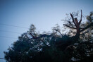 Εύβοια: Νεκρός δασεργάτης που καταπλακώθηκε από δέντρο