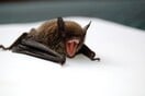 Οι νυχτερίδες χρησιμοποιούν τις ίδιες τεχνικές με τους τραγουδιστές death metal για να παράγουν ήχους