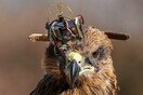 Η απόλυτη συμμαχία κατά εχθρικών drones-Αετός και σκύλος στα ινδο-κινεζικά σύνορα