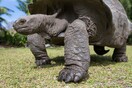 Ο Τζόναθαν, η γηραιότερη χελώνα στον κόσμο κλείνει τα 190 του χρόνια