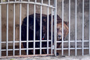 Αρκούδα κρατούνταν σε κλουβί για 20 χρόνια, τη χρησιμοποιούσαν ως έκθεμα σε εστιατόριο 