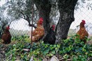 Αναφωνήτρα, χθες