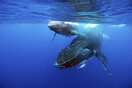 Μεγάπτερη φάλαινα έκανε ταξίδι 5.000 χλμ με σπασμένη ράχη - «Εντυπωσιακό, αλλά και σπαρακτικό»