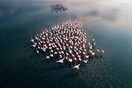 Incredible Aerial Photos Highlight Beauty of Great Flamingo Migration