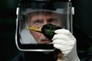 «Η πιο καταστροφική γρίπη των πτηνών» πλήττει την Ευρώπη - Πάνω από 50 εκατ. πουλιά σφαγιάστηκαν σε 37 χώρες