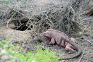 Εντοπιστήκαν νεογέννητα ροζ ιγκουάνα- Πρώτη φορά από την ανάκυψη του είδος στα νησιά Γκαλαπάγκος