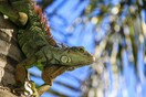 Φλόριντα: Τα ιγκουάνα μπορεί να πέσουν από τα δέντρα λόγω του κρύου 