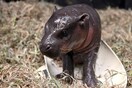 Γεννήθηκε σπάνιος πυγμαίος ιπποπόταμος- Σε ζωολογικό κήπο στη Βιρτζίνια