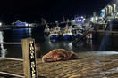 Rare walrus sighting draws huge crowds to harbour