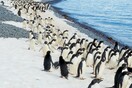 Γραμμή άμυνας απέναντι στους αμέτρητους πιγκουίνους από εξερευνητές στην Ανταρκτική 