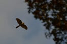 Αρπακτικά πουλιά φωλιάζουν στη Θεσσαλονίκη– Ξεφτέρι βρέθηκε κολλημένο σε ξόβεργα	