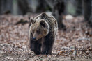 Φλώρινα: Νεκρή αρκούδα από τροχαίο- Σε σημείο με προειδοποιητική πινακίδα