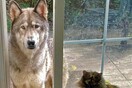Κυνηγός ελαφιών σκότωσε κατοικίδιο σκύλο επειδή «τον πέρασε για κογιότ»