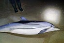 Καβάλα: Νεκρό ξεβράστηκε δελφίνι στην παραλία της Νέας Καρβάλης - «Ίσως κουράστηκε με τον νοτιά και κατέληξε»