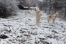 Η κραυγή των λύκων στα πρώτα χιόνια - Εντυπωσιακό βίντεο από τον «Αρκτούρο» 