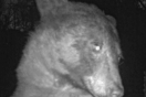 Αρκούδα εντόπισε κάμερα στο δάσος και «τράβηξε» πάνω από 400 selfie