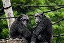 Έρευνα: Οι άνθρωποι στην εφηβεία και οι χιμπατζήδες μοιράζονται παρόμοια «προβλήματα»