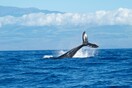 Φάλαινα ταξίδεψε πάνω από 1.200 χιλιόμετρα παγιδευμένη σε αλιευτικά εργαλεία