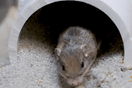 Ρεκόρ Γκίνες μακροζωίας για ένα ποντίκι από την Καλιφόρνια 