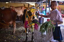 «Ημέρα Αγκαλιάς Αγελάδας»: Η ινδική απάντηση στον Άγιο Βαλεντίνο - Η ιδέα αποσύρθηκε, μετά τα σατιρικά σχόλια