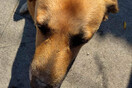 Σέρρες: Άγνωστος έσβησε το τσιγάρο του στο κεφάλι αδέσποτου σκύλου