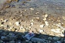 Κρήτη:  Κάνναβη 134 κιλών «ξεβράστηκε» σε παραλία του Ρεθύμνου