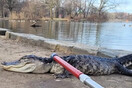 Αλιγάτορας αιχμαλωτίστηκε σε πάρκο της Νέας Υόρκης – Τον ονόμασαν Godzilla 