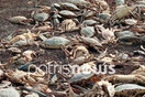 Οικολογική καταστροφή στη λιμνοθάλασσα Κοτυχίου: Mαζικός θάνατος χιλιάδων καβουριών