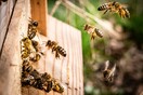 Μέλισσες μαθαίνουν να λύνουν γρίφους, παρακολουθώντας άλλες