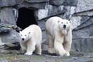 Πολική αρκούδα σκοτώθηκε από ηλεκτροπληξία σε ζωολογικό κήπο- Δάγκωσε καλώδιο