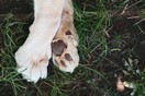 Ιωάννινα: Σκύλος πέθανε αλυσοδεμένος, συνελήφθη ο ιδιοκτήτης