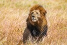 Νεκρό το λιοντάρι που ήταν ο «βασιλιάς» του Σερενγκέτι- Τον σκότωσαν αντίπαλοι