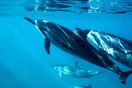 Γαλλία: Τουλάχιστον 910 δελφίνια έχουν ξεβραστεί νεκρά αυτόν τον χειμώνα στις παραλίες