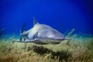 Σπάνιος καρχαρίας ξεβράστηκε σε παραλία και τον διαμέλισαν – Έκκληση να επιστραφεί το κεφάλι